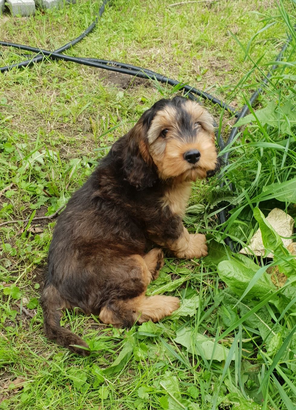 Cockapoo. Hybryda. Suczka Kinia. Cocker Spaniel Angielsk/ Pudel miniat