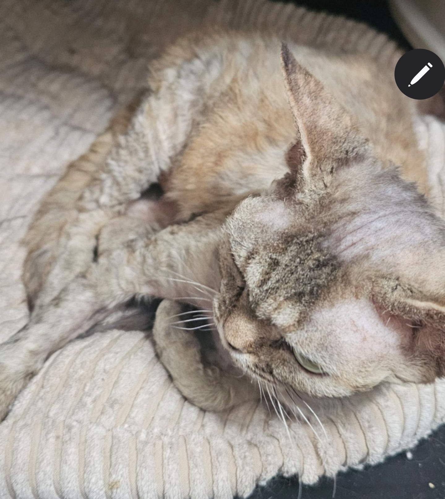 Kotka devon rex dorosla piękna duże oczy