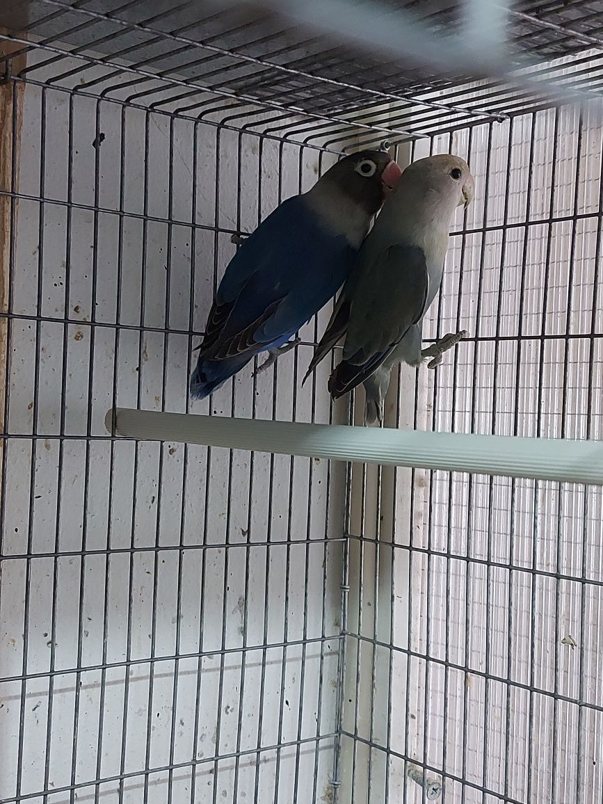 Fêmeas Agapornis