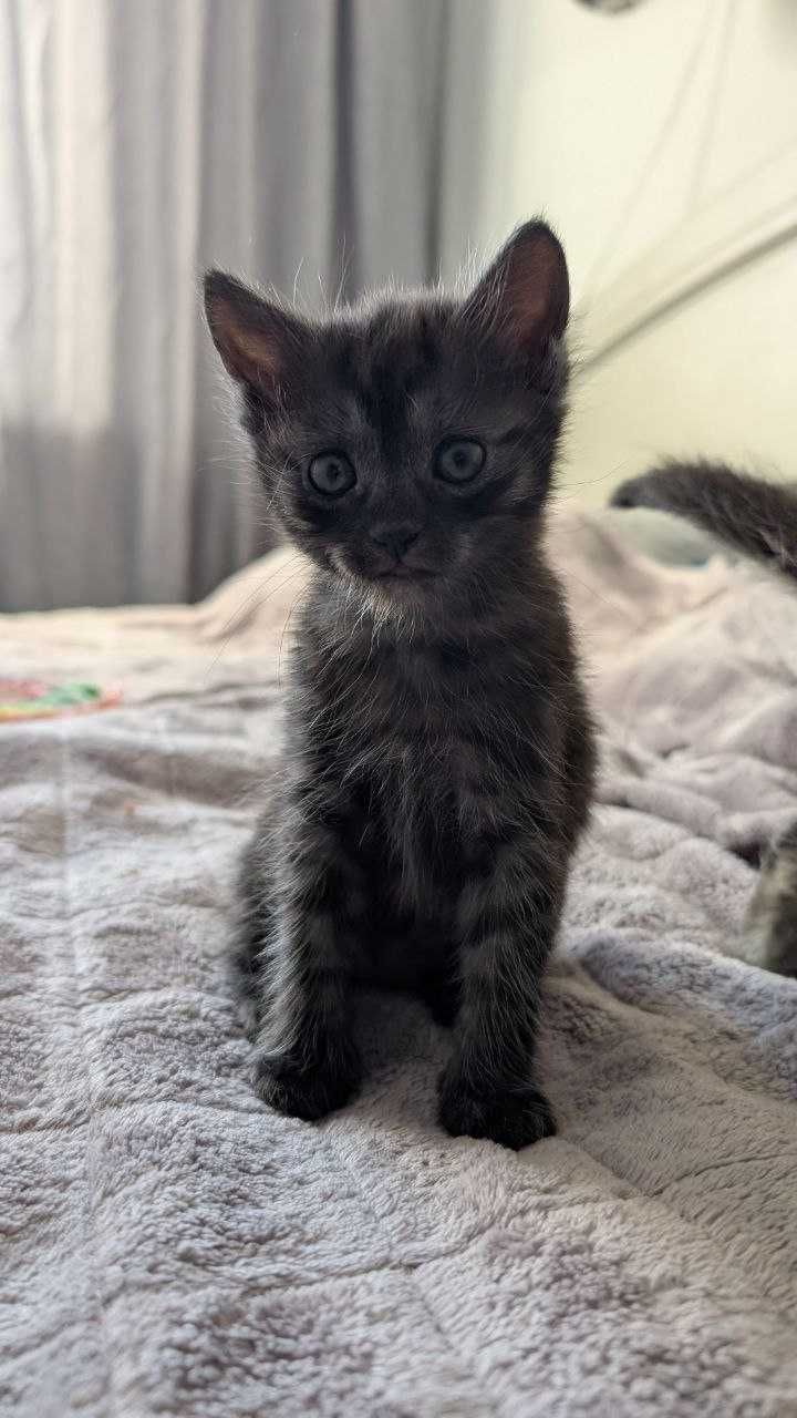 Кошенятко шукає дім (хлопчик 2 місяці)