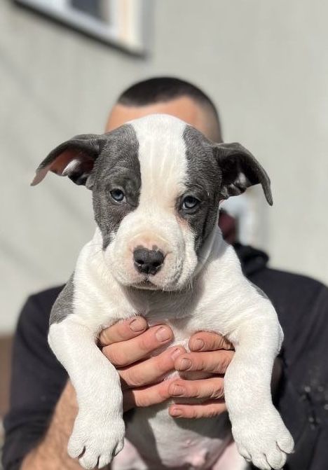 Щенки Стаффордширський тер'єр