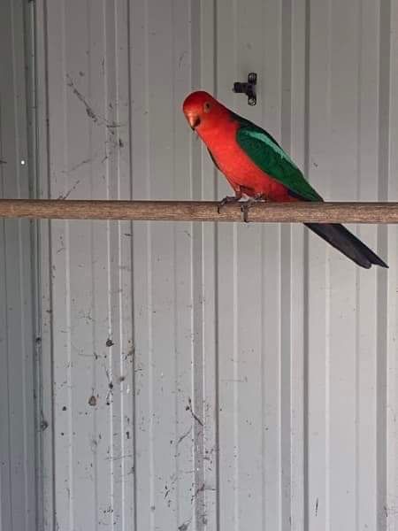 Casal de king parrot adulto