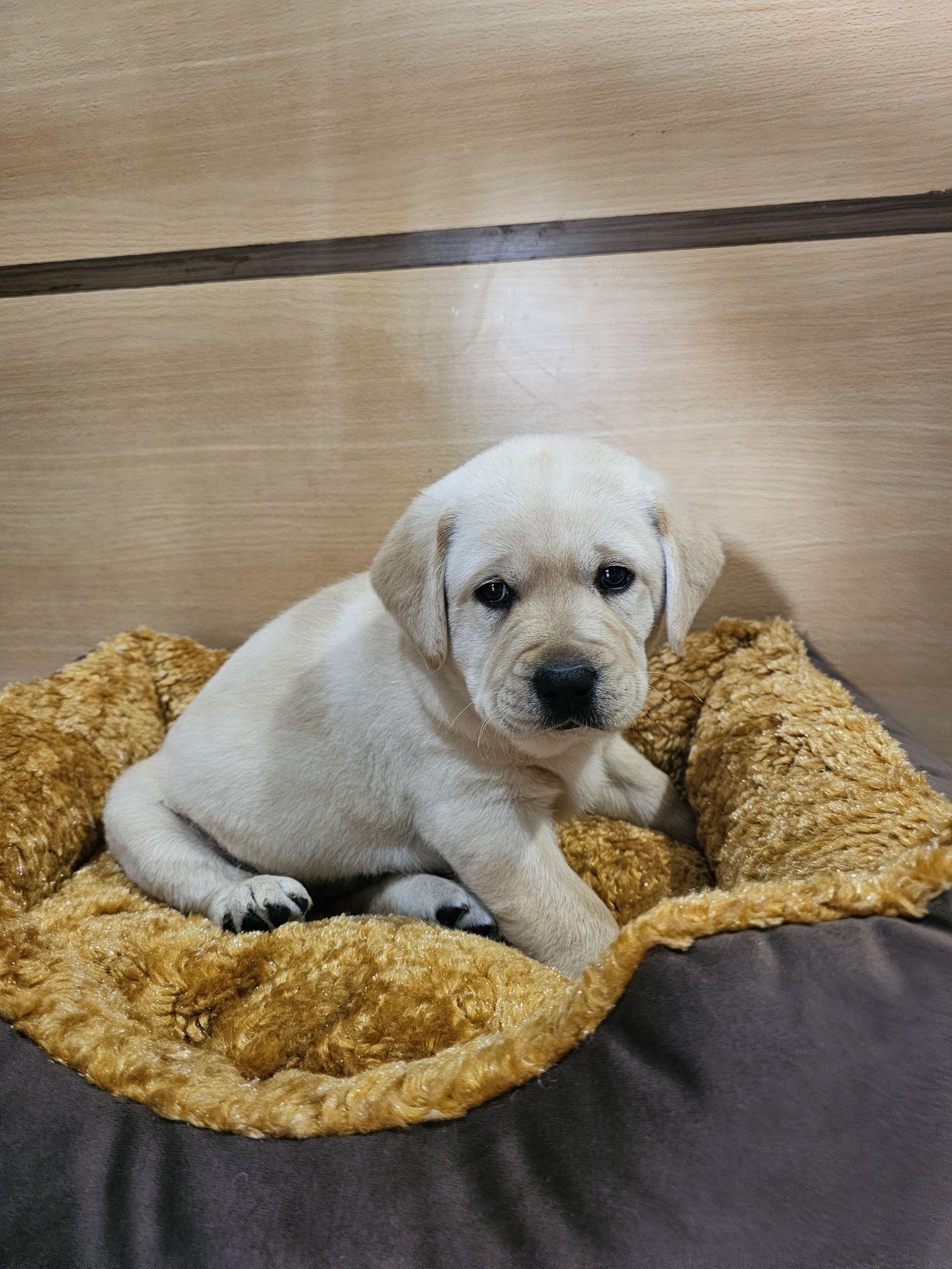 Labrador fêmea pura