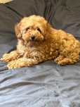Mltipoo F1b-maltipoo /pudel toy -Piesek