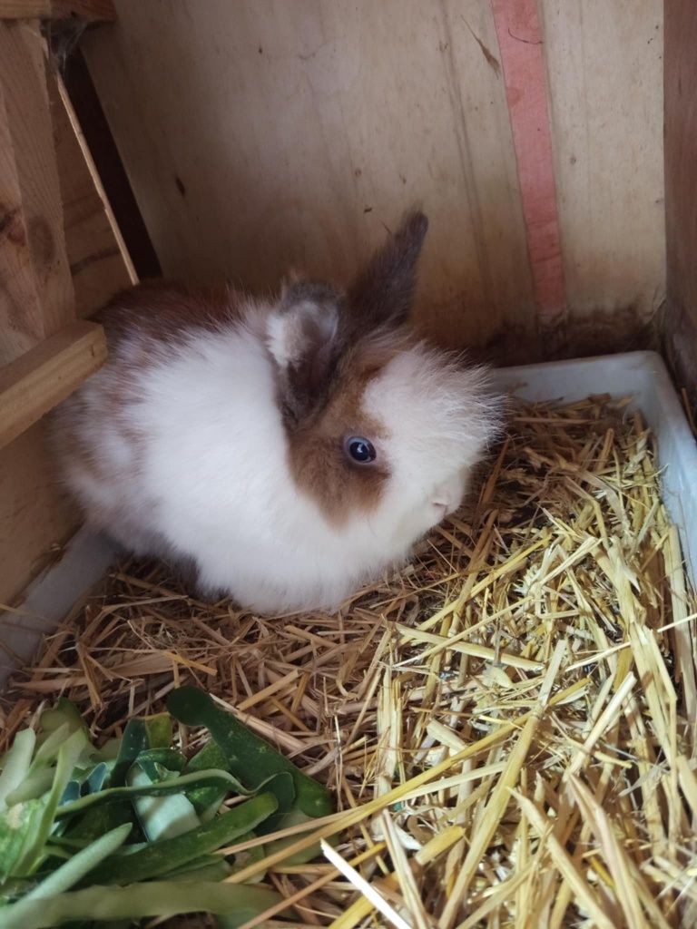 Króliczek miniaturka