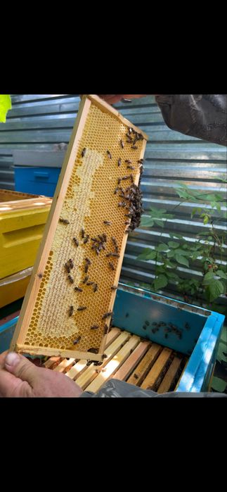 Продаж меду квіткових садів, липи і соняшнику)