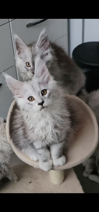 Śliczny duży kocurek Dexter  Maine Coon ns z linii shaded as 22