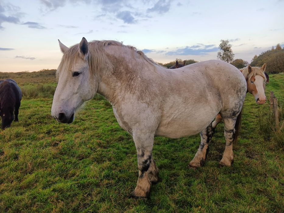 Sprzedam Konie zimnokrwiste