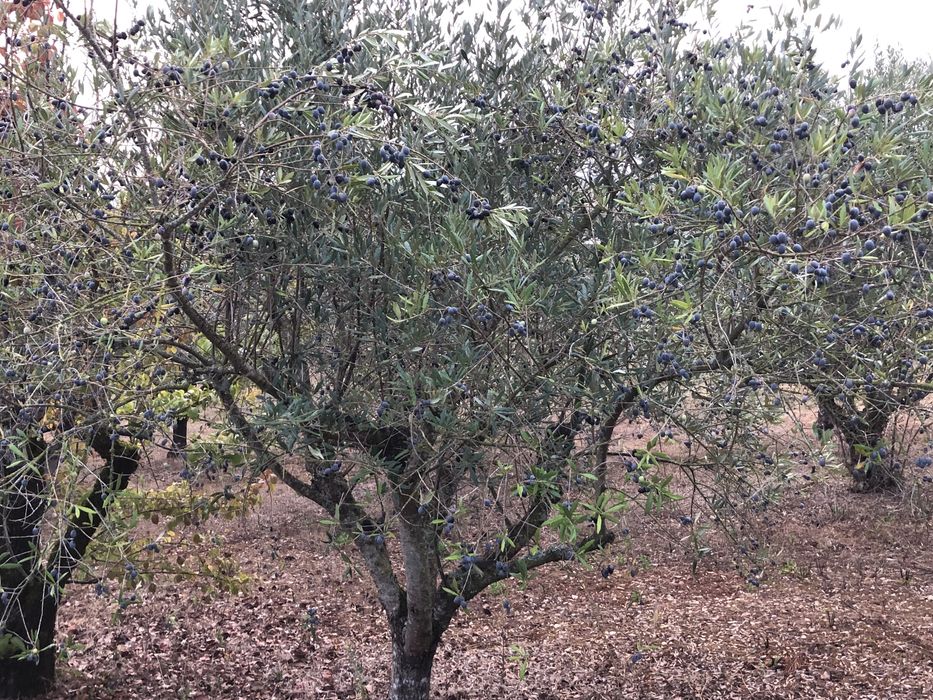 Vendo oliveiras galegas