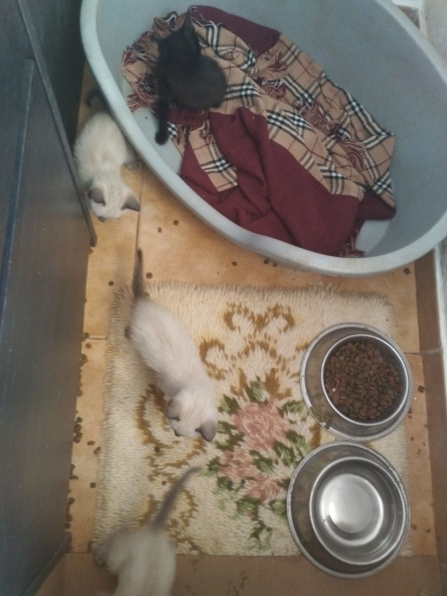 Dou gatinhos pequenos