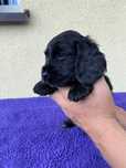 Szczeniak cocker spaniel suczka