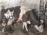 krowa z cielakiem