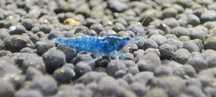 Krewetki Blue Velvet neocaridina