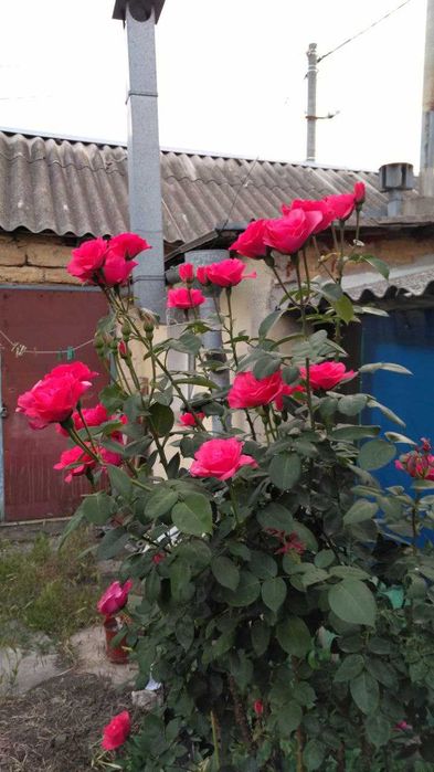 Продам ділянку з частиною будинку біля моря (Золотий берег)