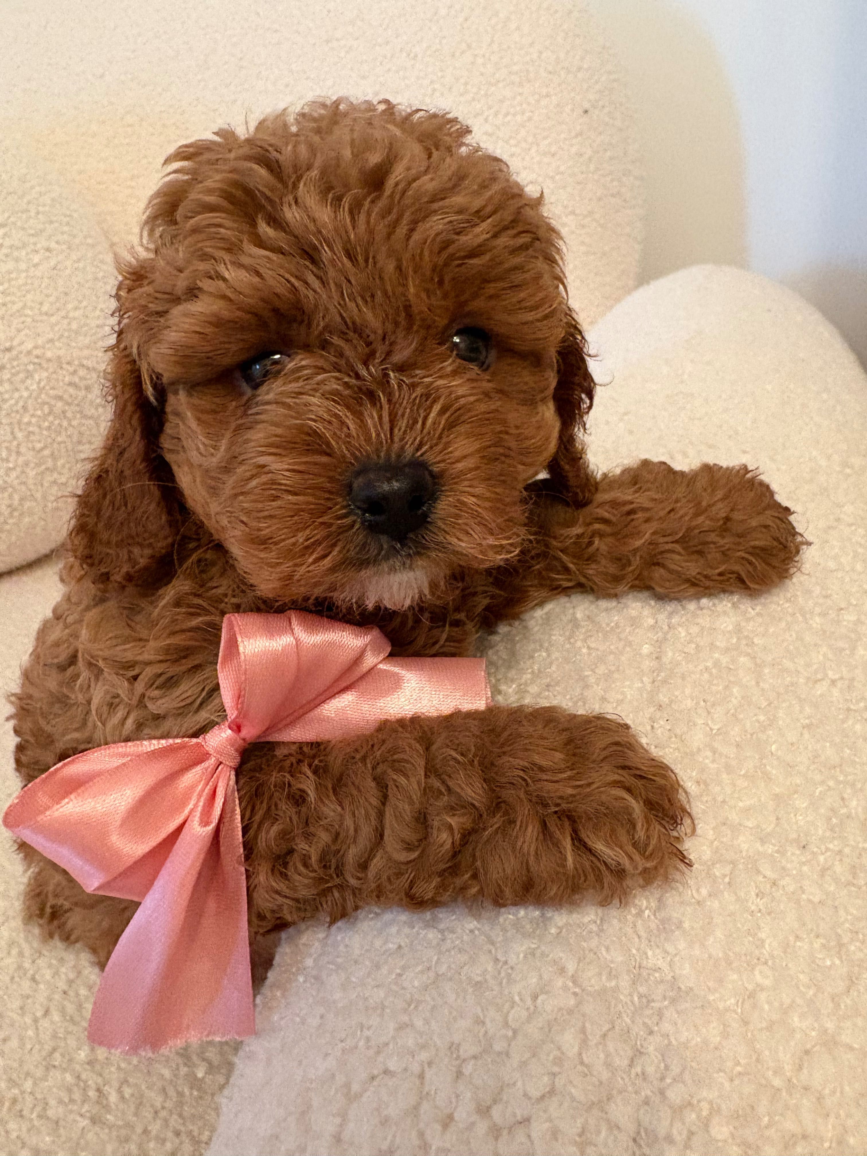 Cavapoo suczka red