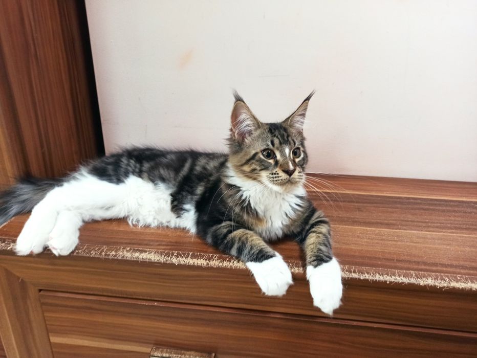 Maine Coon-kocurek po Championie