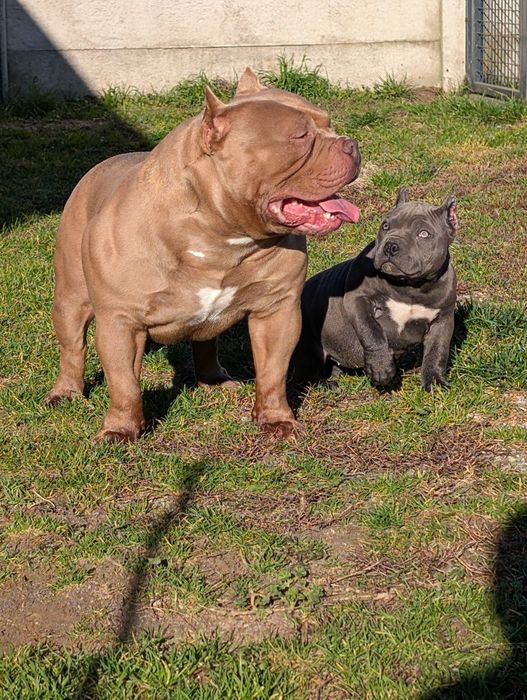 American bully suczka blue