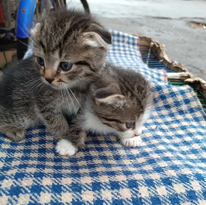 Котики вислоушки