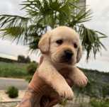 Labrador Retriver miot A -Alison gotowa do odbioru