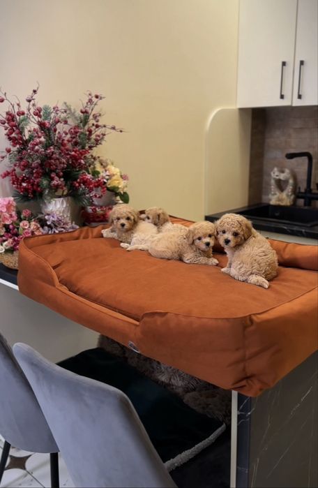 Крем- карамель цуценята мальтіпу ф1. МАЛЬТИПУ.