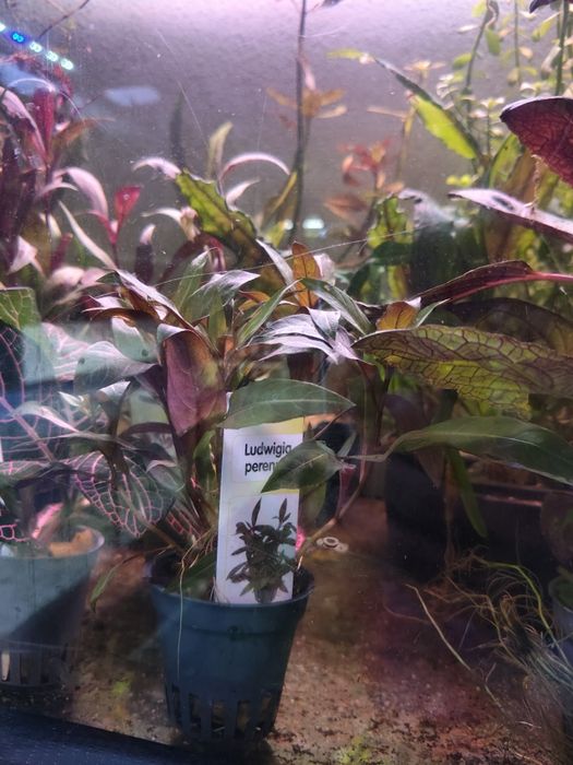 Plantas aquário apartir de 2,50€