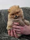 Sunia pomeranian szpic miniaturowy