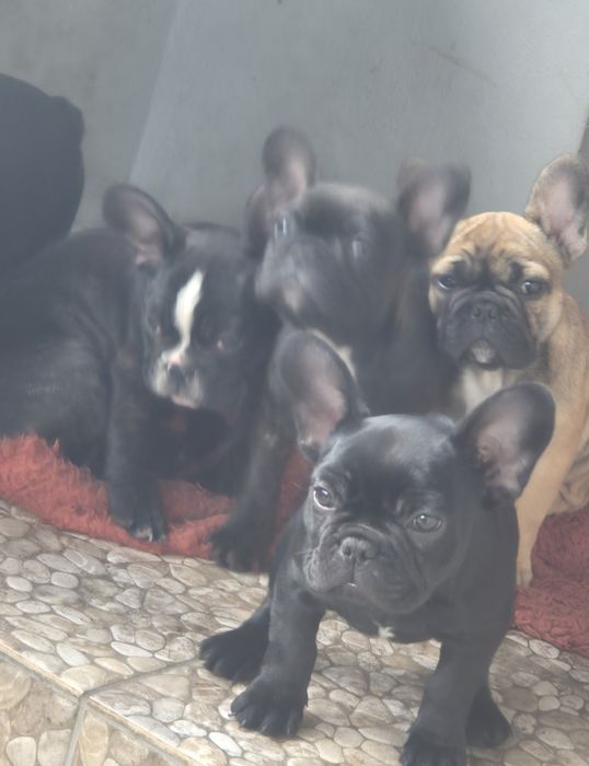 Buldog francuski czarny