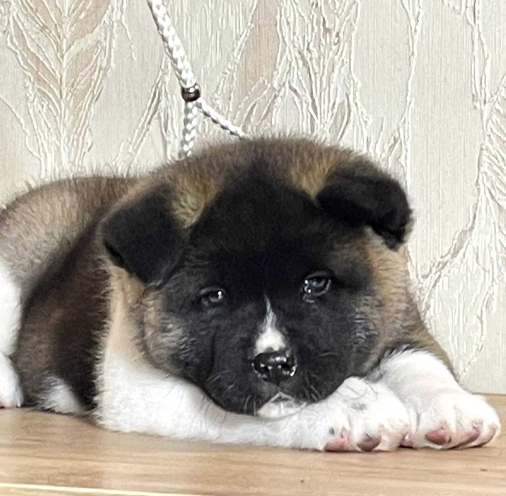 Красавец американская акита