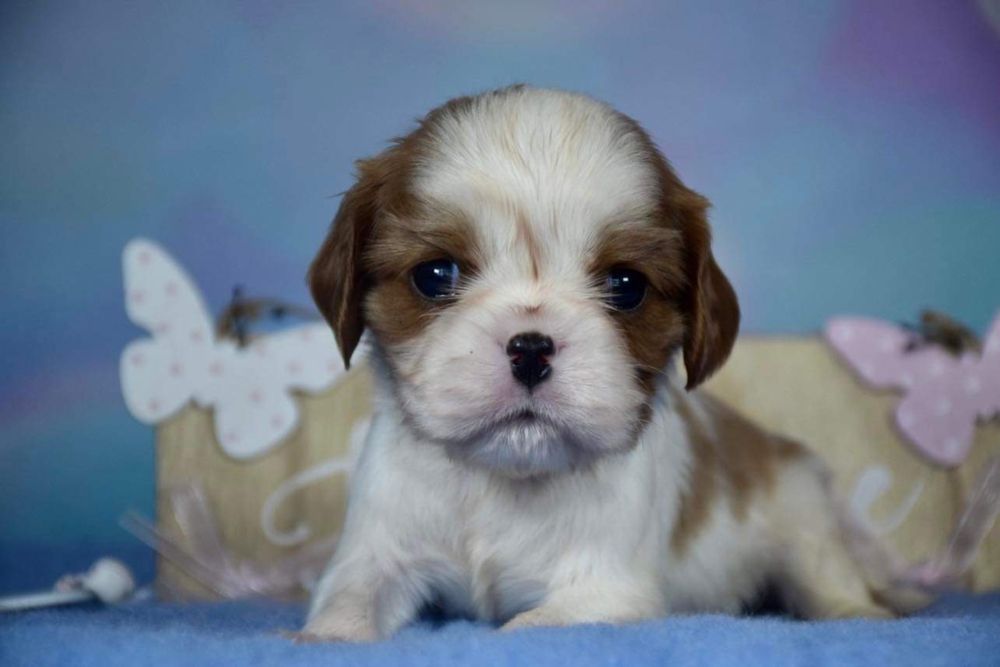 Samiec Cavalier King Charles spaniel