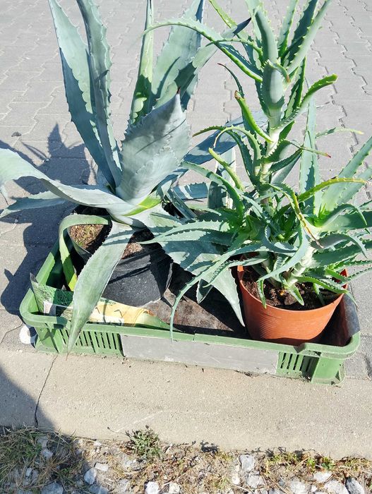 Kaktusy agawa różne rodzaje i wielkości kaktus