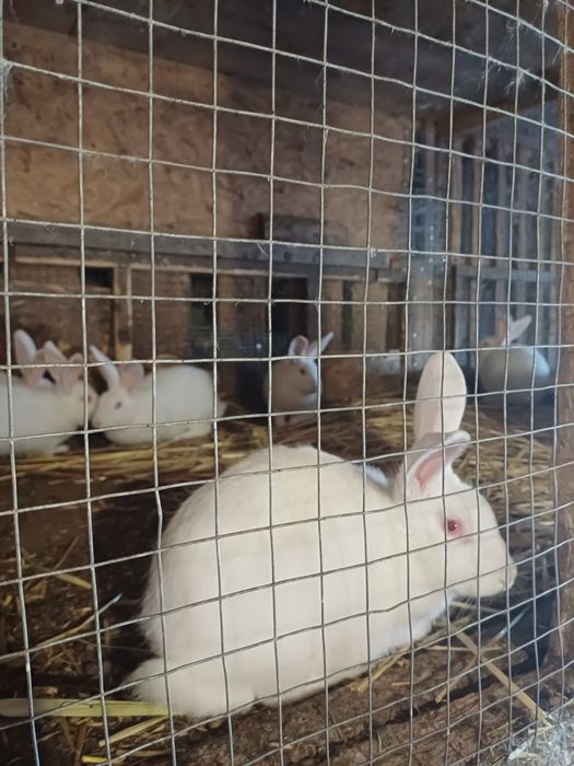 Продаю кролів породи термонська біла.