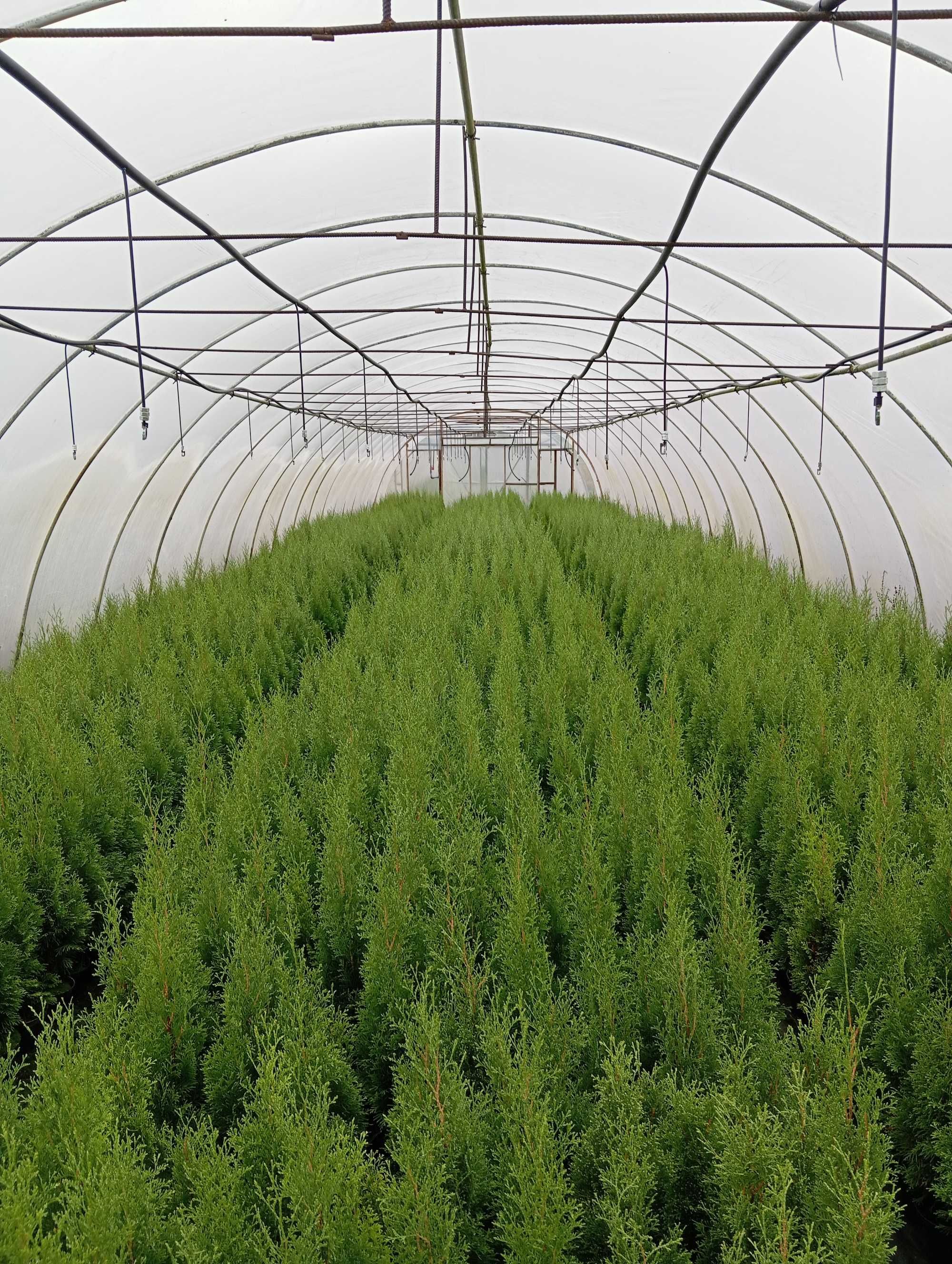 Tuja Thuja Szmaragd 70-80 cm doniczka wysyłka