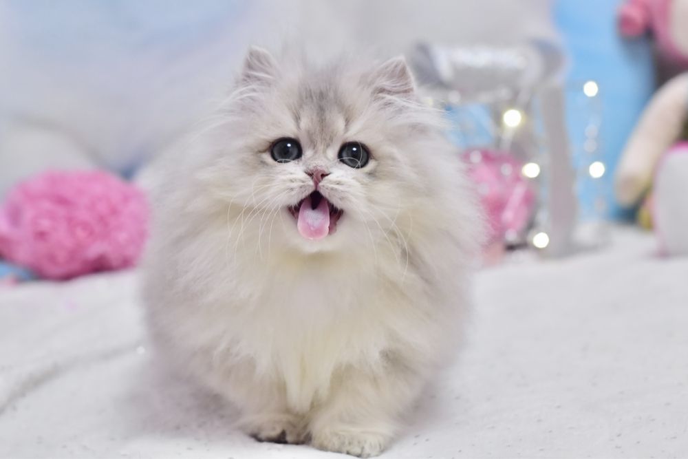 Довгошерстий британський хлопчик, блакитне золото