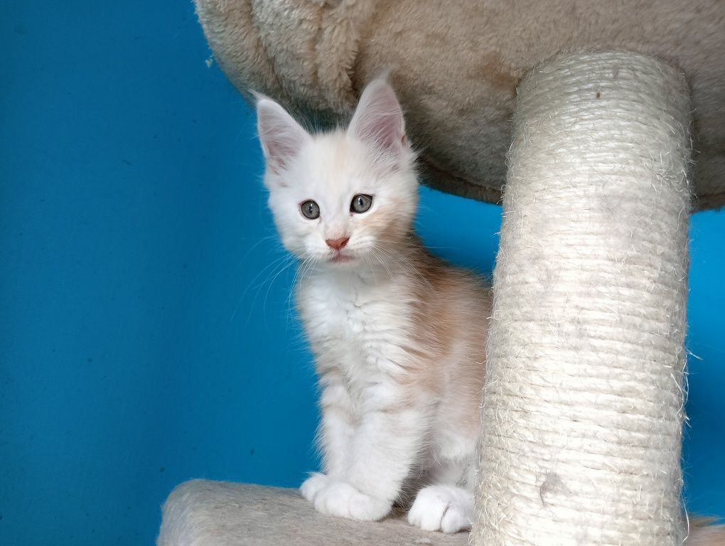 Maine coon rudy srebrzysty kocurek z rodowodem FPL