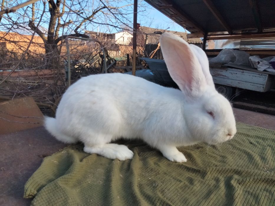 Бельгійський велетень