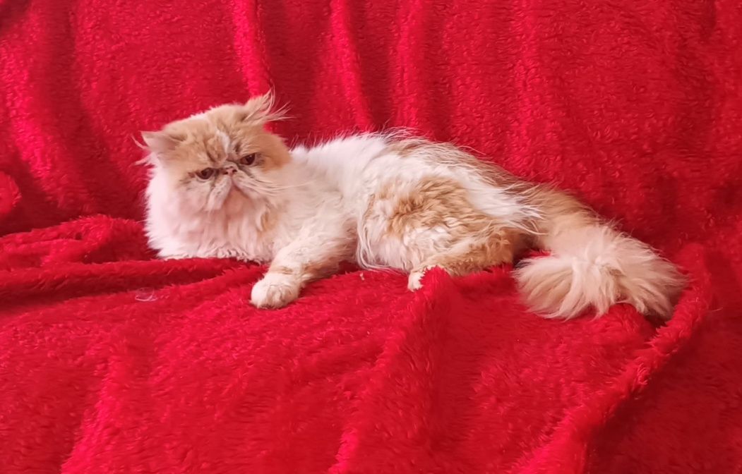 Vendo gato persa 2 anos