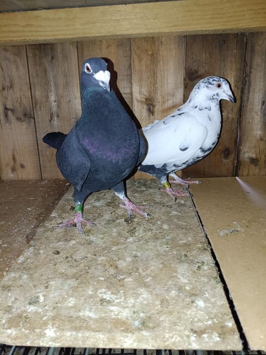 Golebie pocztowe tygrysy