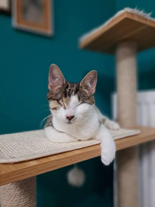 Niewidoma Calineczka – mała wojowniczka, która zawalczyła o życie