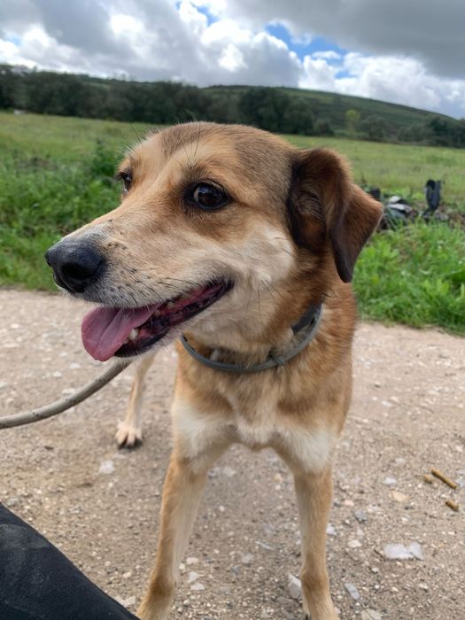 Ivy - cadela média pequeno para adoção