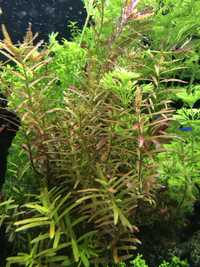 Rotala Rotundifolia RED