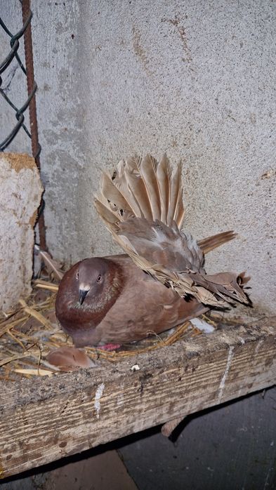 Pombas de rabo leque