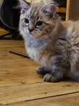 Ragdoll linx mink kotka