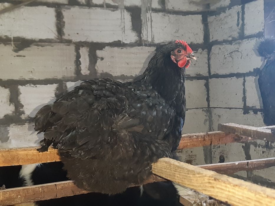 Яйце інкубаційне