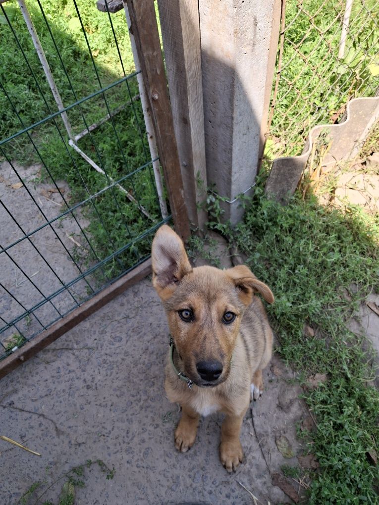 Відам цуценят в добрі руки