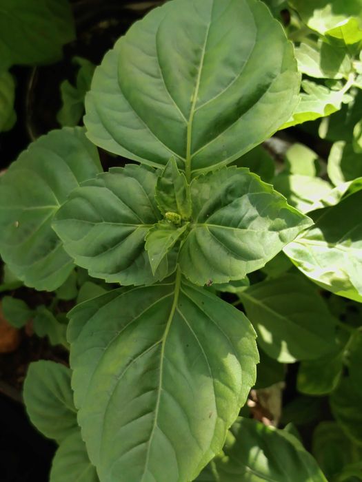 Alfavaca - Ocimum campechianum