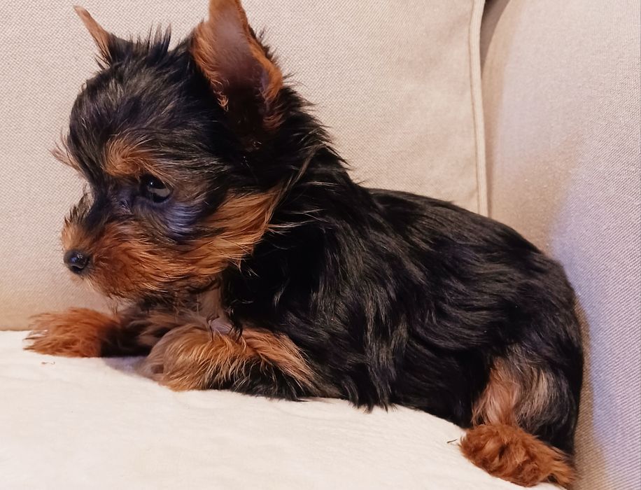 York,mała sunia, rodowód.