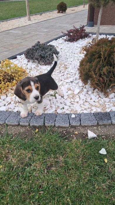 Uroczy Beagle - idealny towarzysz