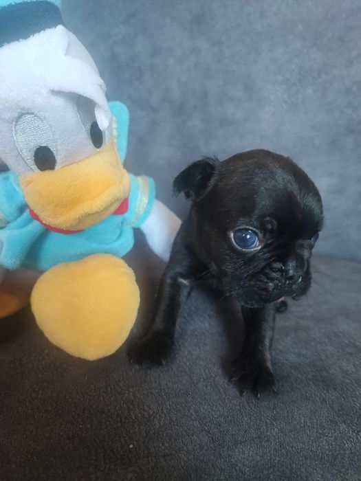 Французский бульдог