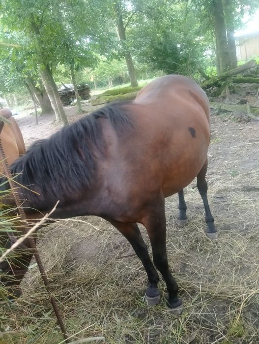 Klacz huculska źrebna