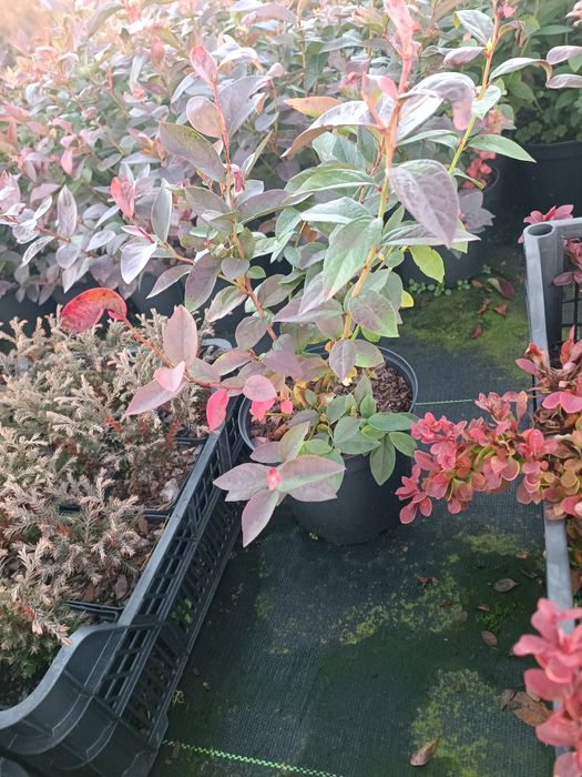 Borówka amerykańska